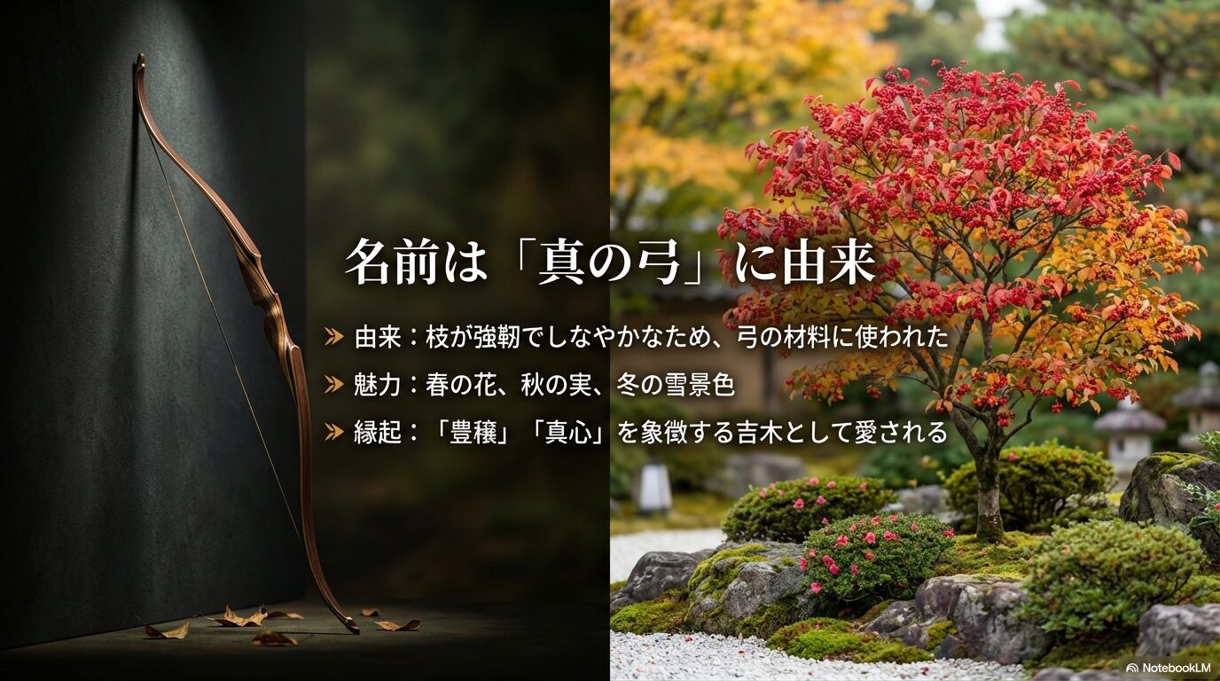 マユミの名前の由来である「真の弓」と、豊穣や真心を象徴する縁起の良い意味についての解説