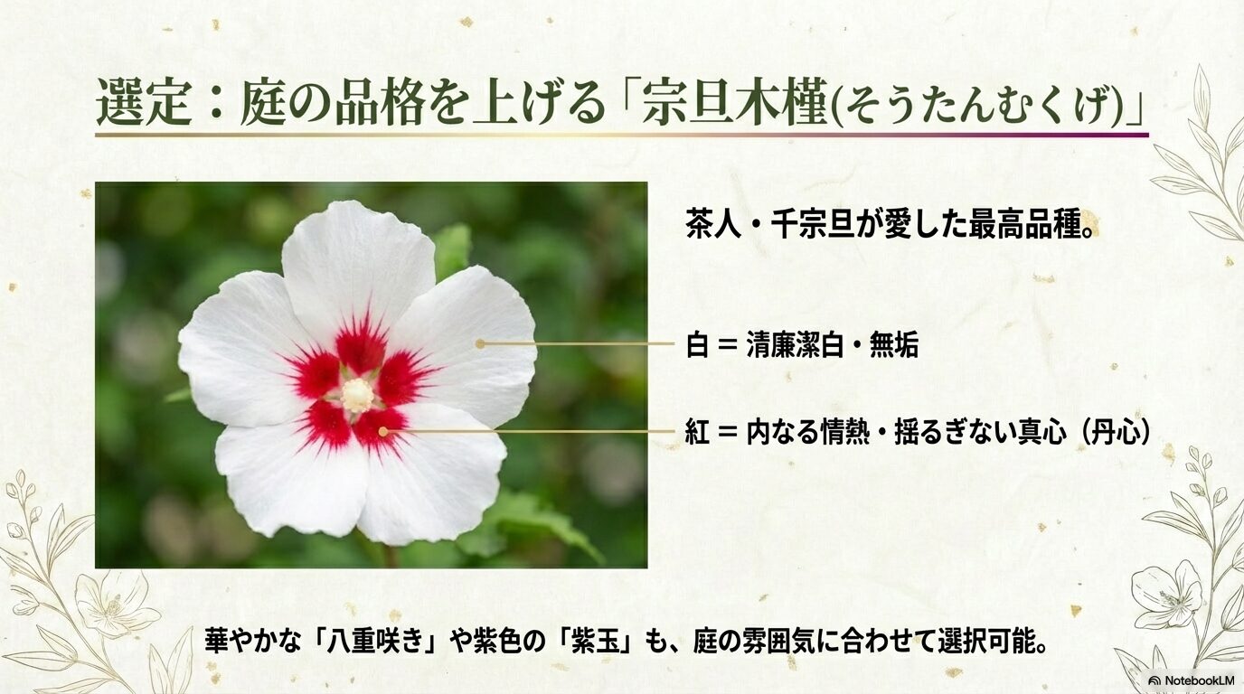 千宗旦が愛した白に底紅の「宗旦木槿」や、華やかな八重咲き品種の特徴と選び方のポイント
