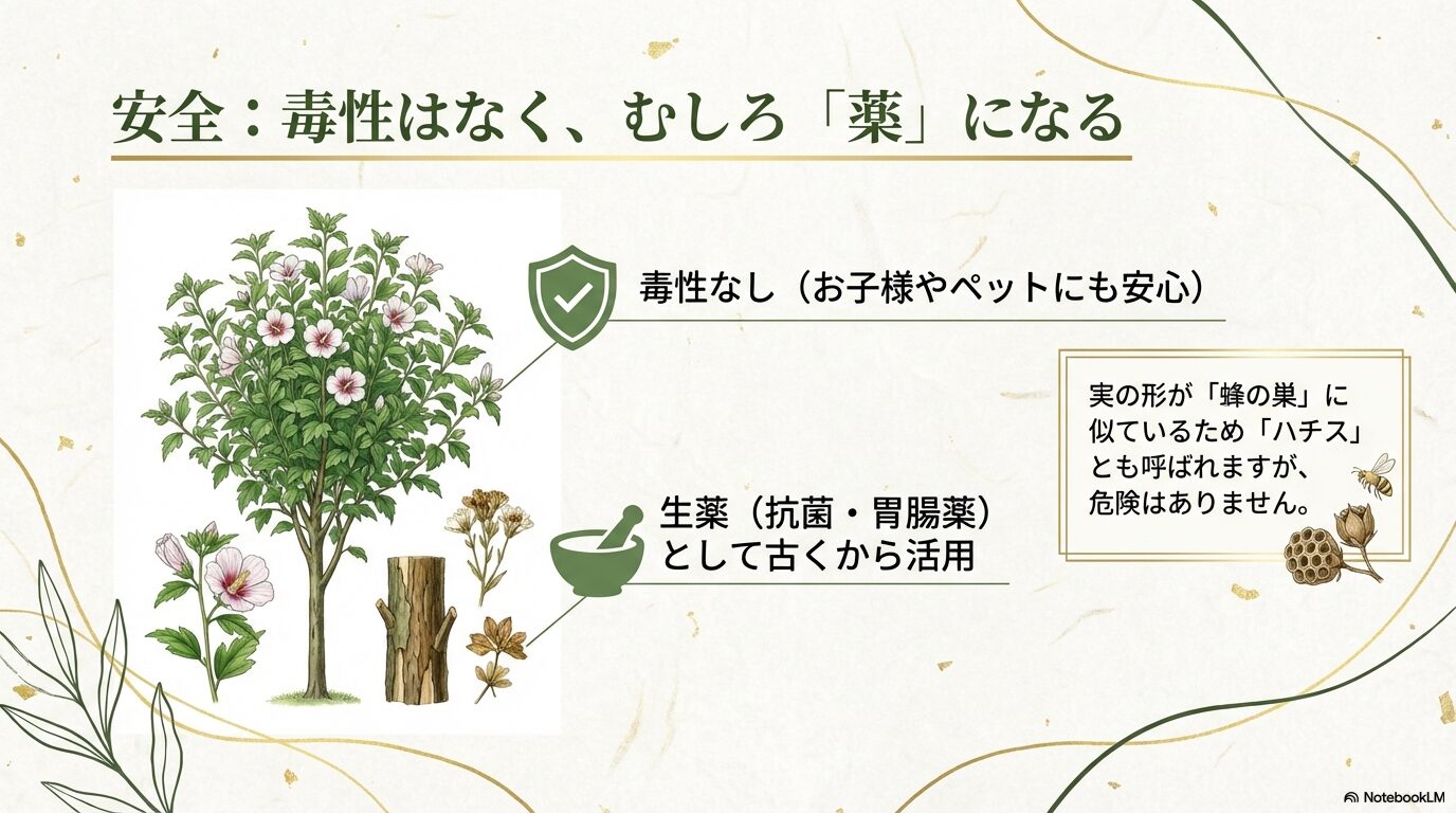 ムクゲに毒性はなく、生薬として抗菌や胃腸薬に利用される安全性と、実の形（ハチス）についての解説