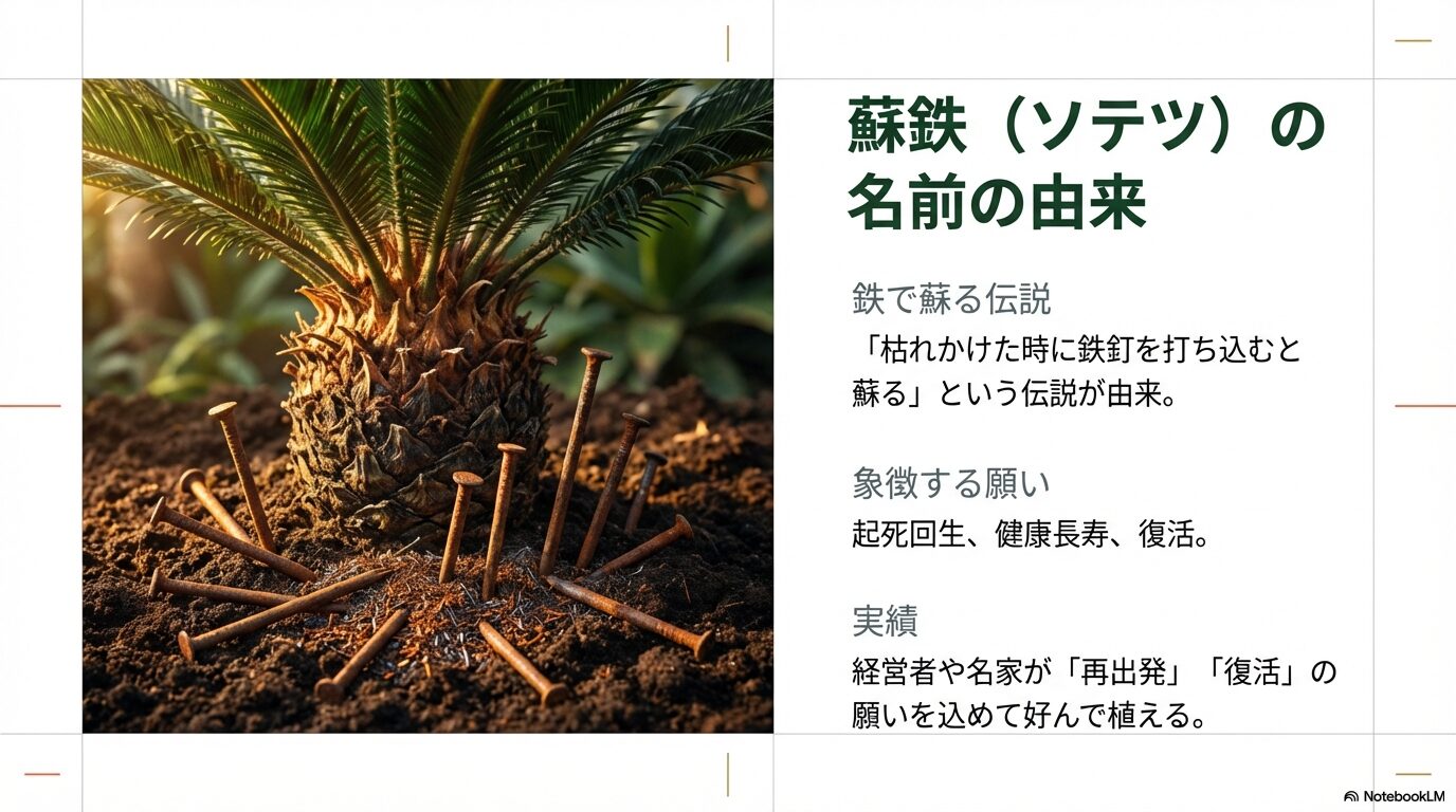 鉄釘で蘇るという蘇鉄の名前の由来と妙国寺の伝説に基づく起死回生・健康長寿の象徴