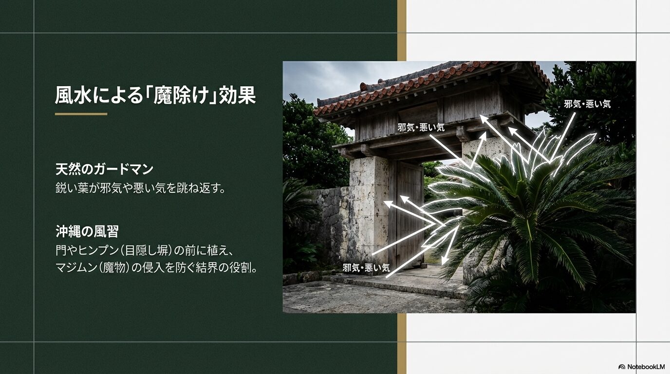 鋭い葉が邪気を払う風水効果と沖縄のヒンプンにおけるマジムン（魔物）除けの役割