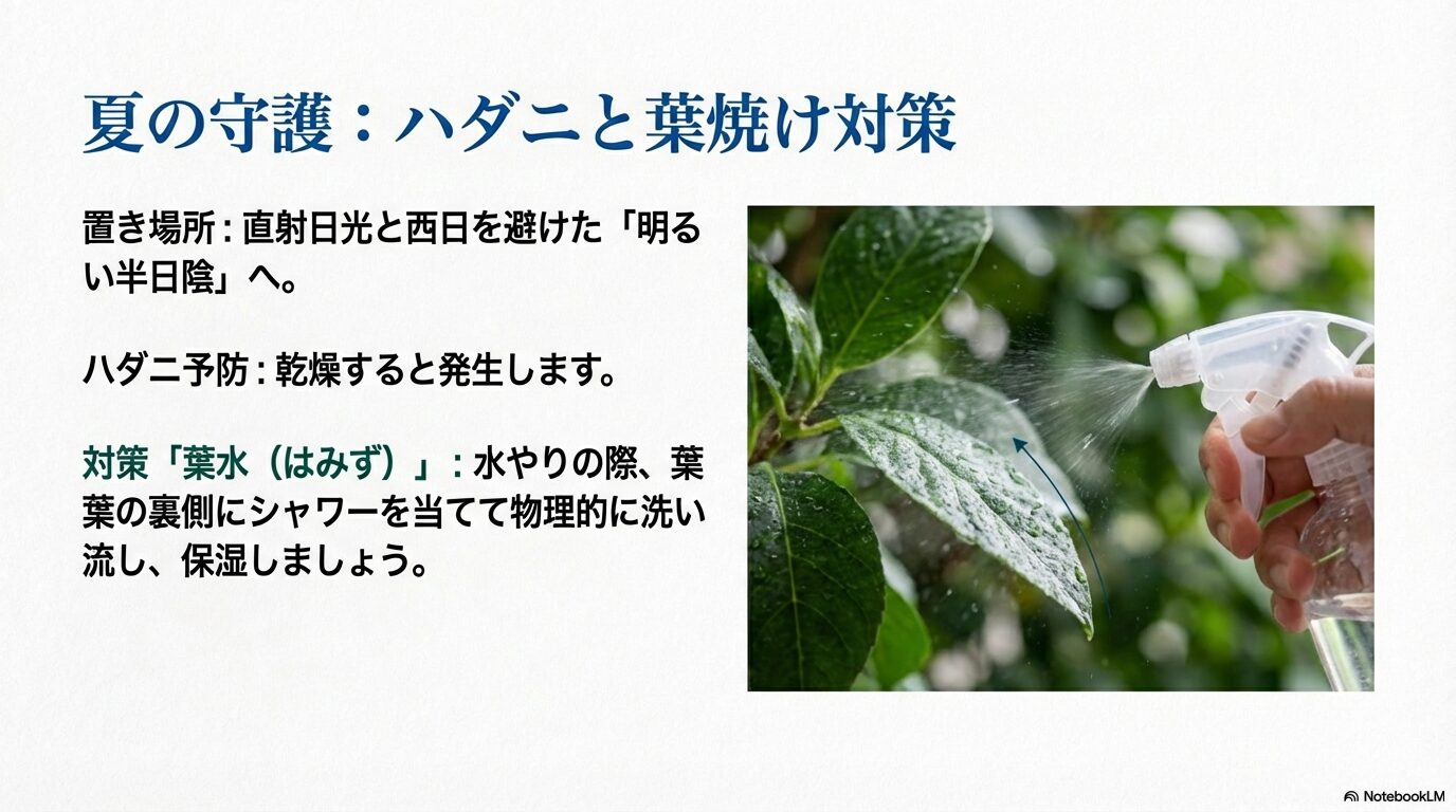 夏の直射日光を避ける置き場所と、ハダニの発生を防ぐための葉の裏側への葉水（はみず）対策
