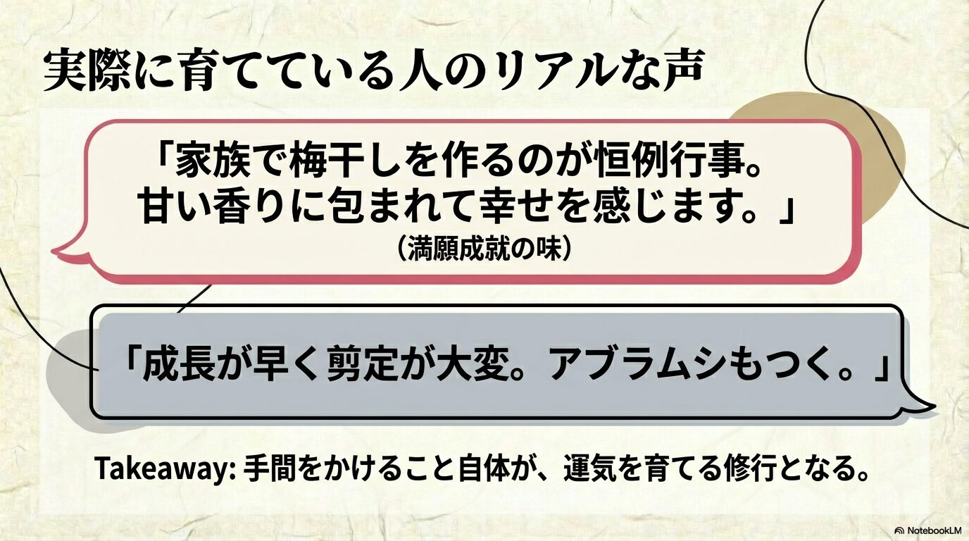 家族での梅干し作りを楽しむ声と剪定の手間に悩む声、手間をかけることが運気を育てる修行になるという結論の図解