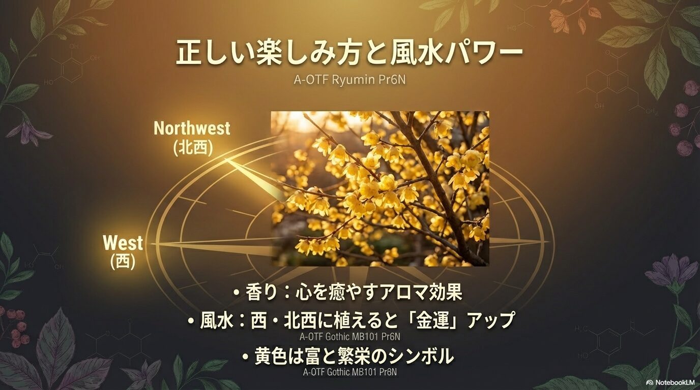 蝋梅の風水パワー。西・北西に植えると金運アップ、香りによる浄化効果。