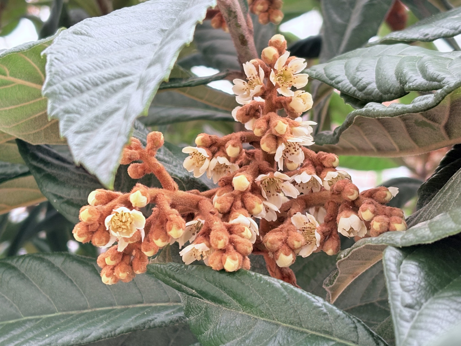 甘い香りの枇杷の花