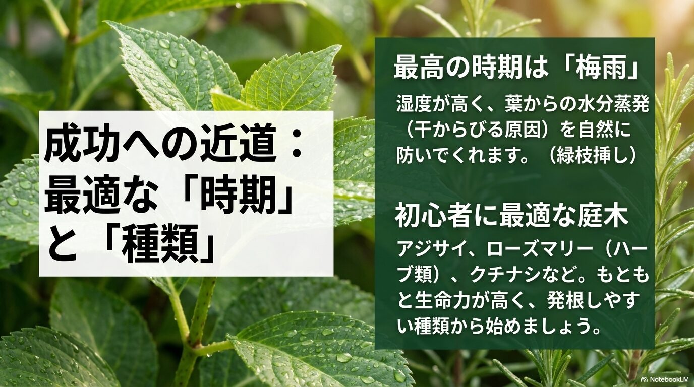 挿し木成功への近道となる最適な時期（梅雨）と初心者に最適な庭木（アジサイ、ローズマリー、クチナシ）