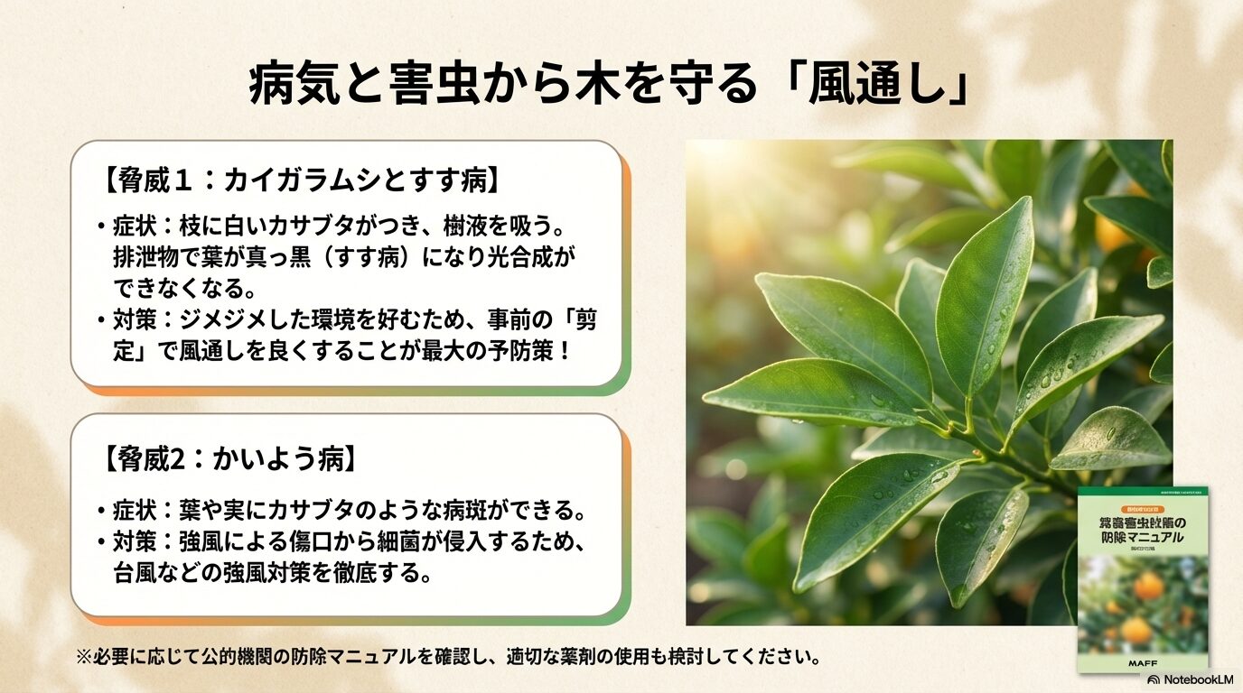 デコポンを脅かすカイガラムシやかいよう病などの病害虫対策