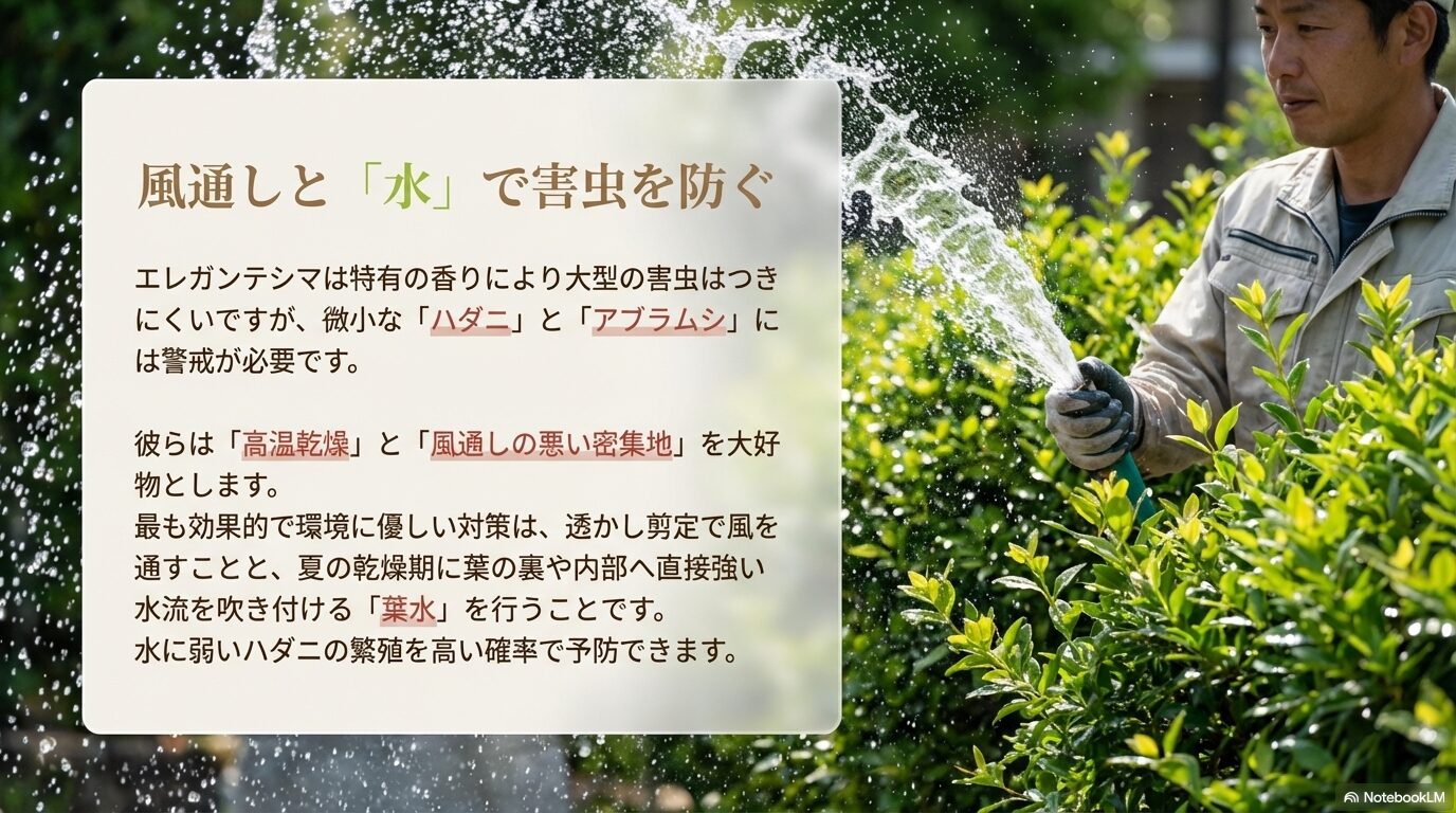 ハダニなどの害虫を防ぐための風通しと葉水の効果