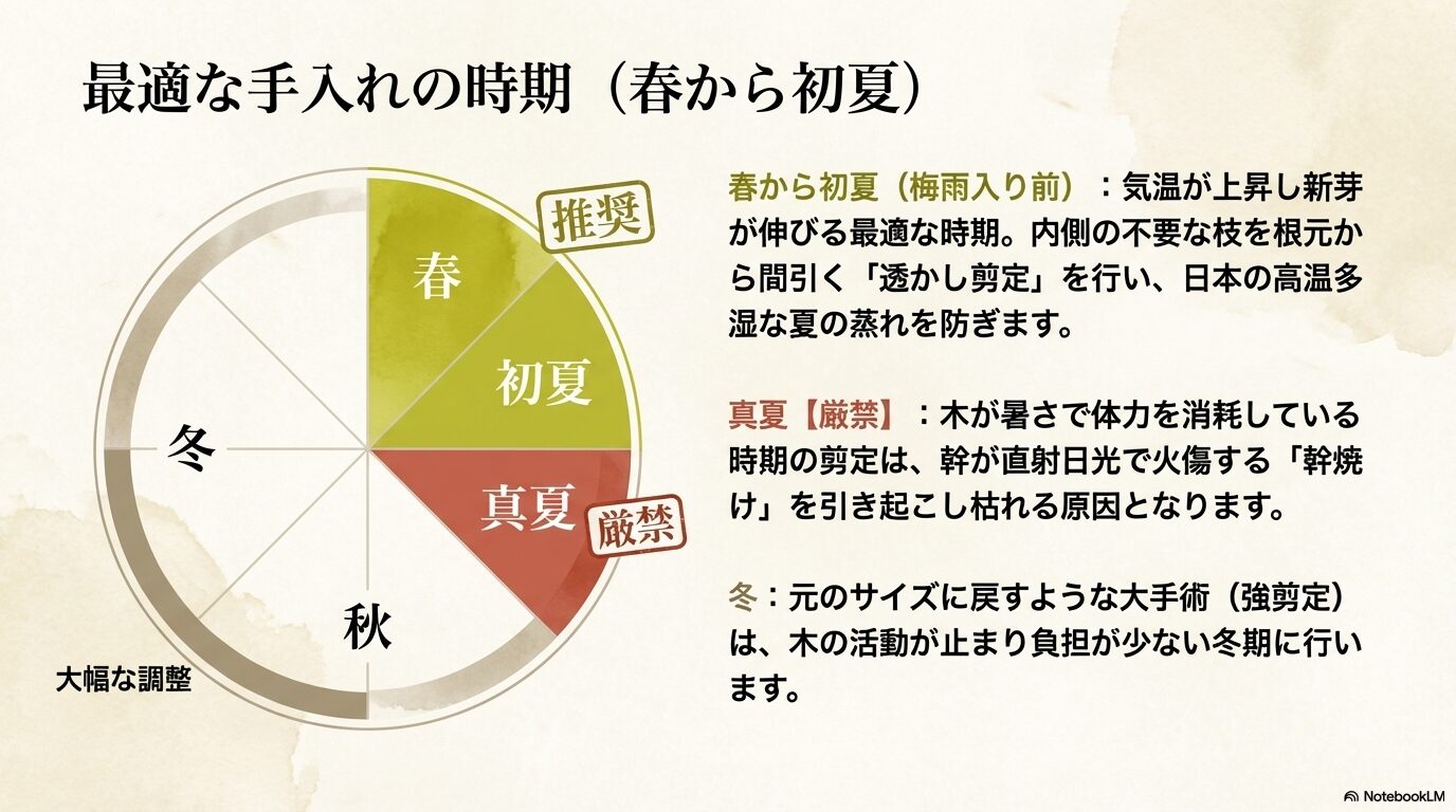 エレガンテシマの最適な手入れ時期を示す年間スケジュールグラフ