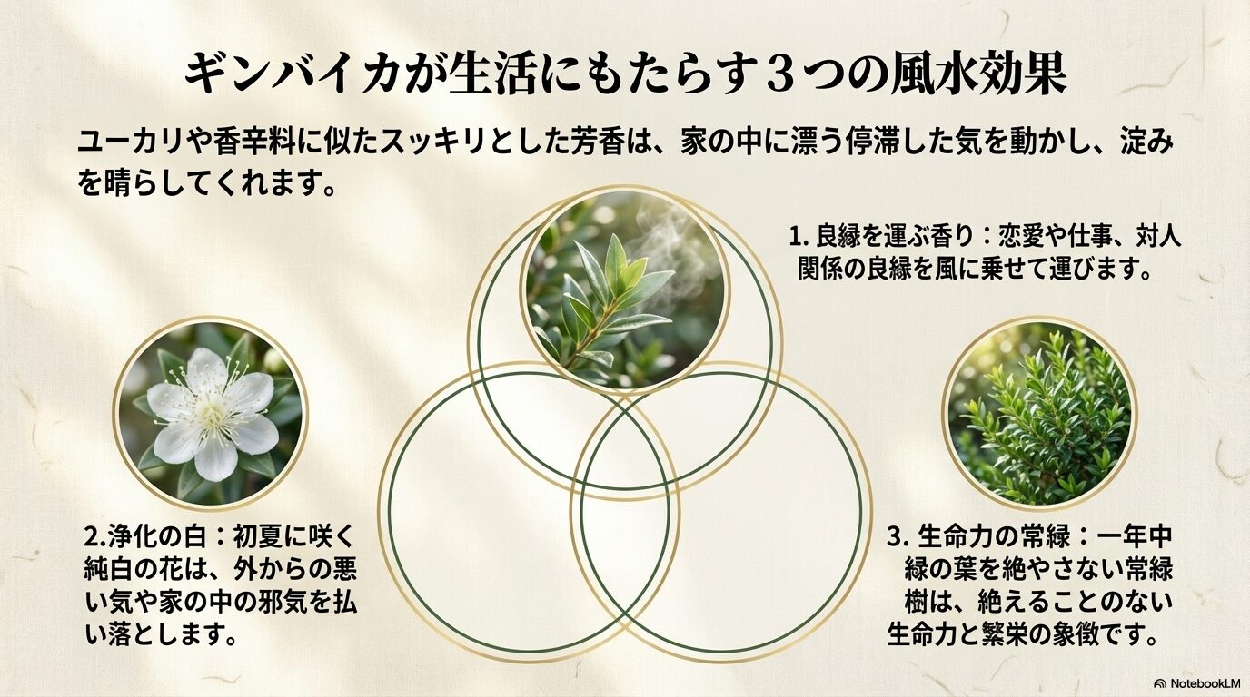 ギンバイカの良縁を運ぶ香り、浄化の白、生命力の常緑という3つの風水効果を示す図