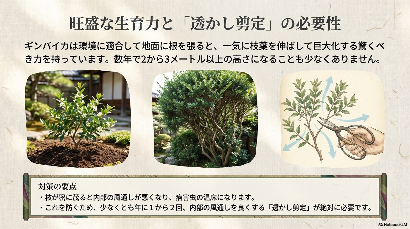 ハサミを使ってギンバイカの枝を透かし剪定し、風通しを良くしているイメージ図