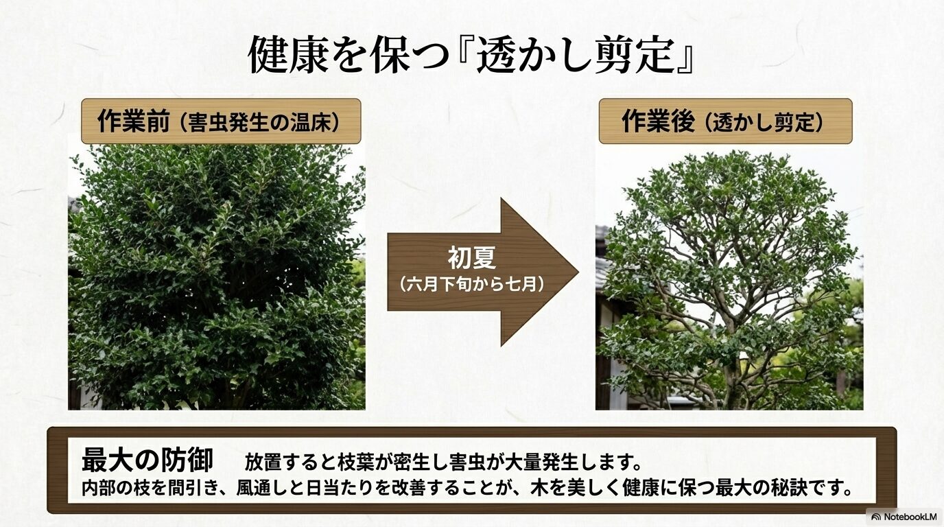 枝葉が密生した剪定前のヒイラギと、初夏に透かし剪定を行って風通しが良くなったヒイラギの比較画像