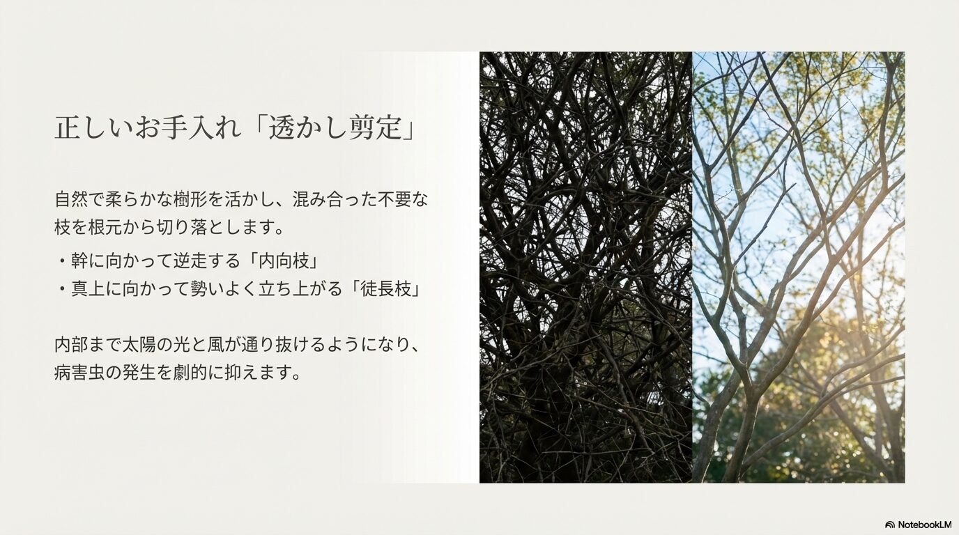 日光と風を通し病害虫を抑えるための正しいお手入れである透かし剪定