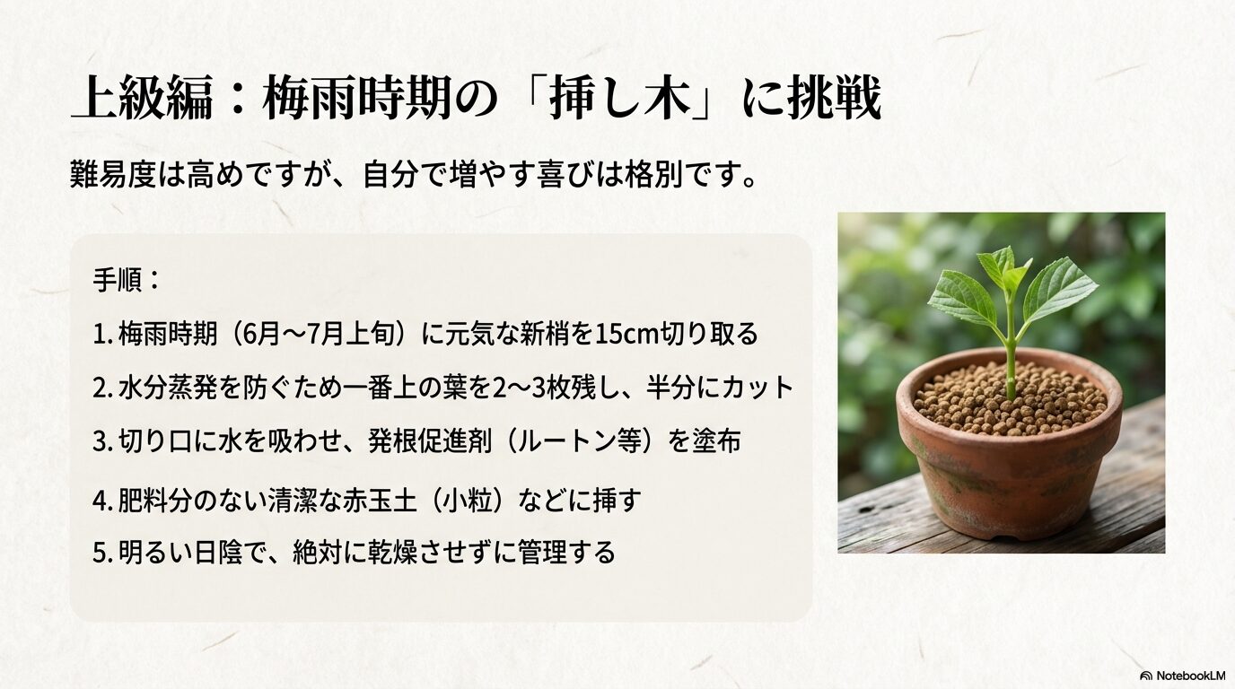 梅雨時期に新梢を使って赤玉土で行う紫木蓮(シモクレン)の挿し木の手順