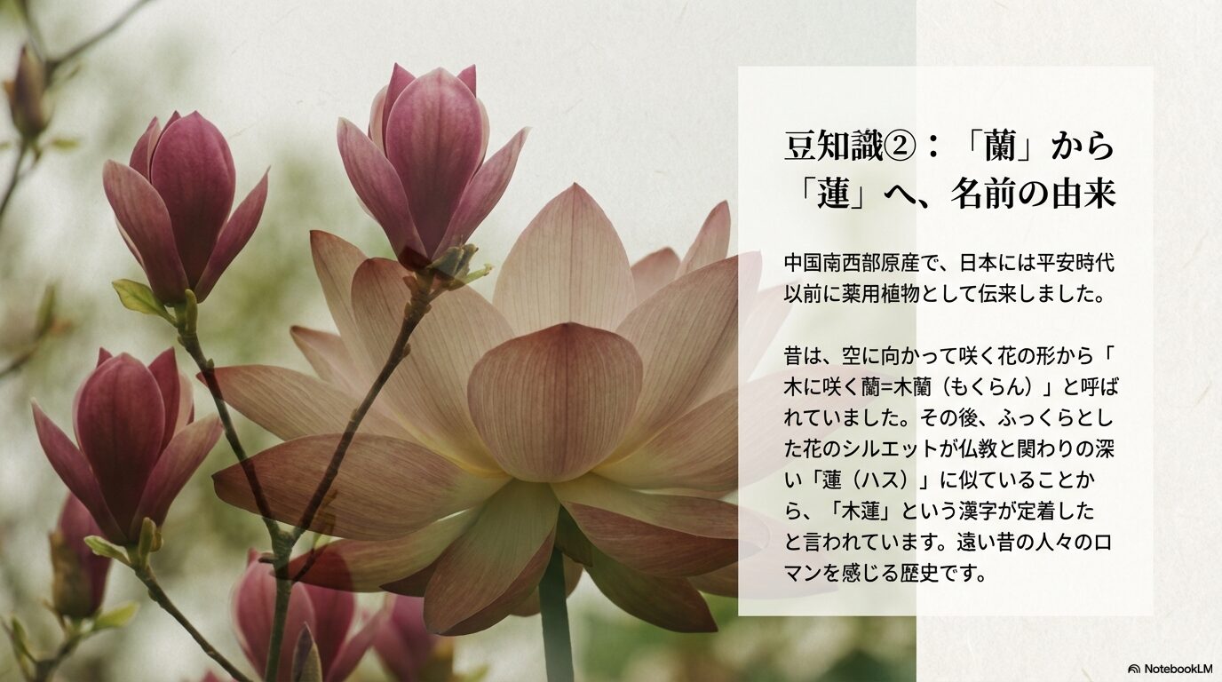 「木に咲く蘭(木蘭)」から「木蓮」へと変わったシモクレンの名前の由来と歴史の解説