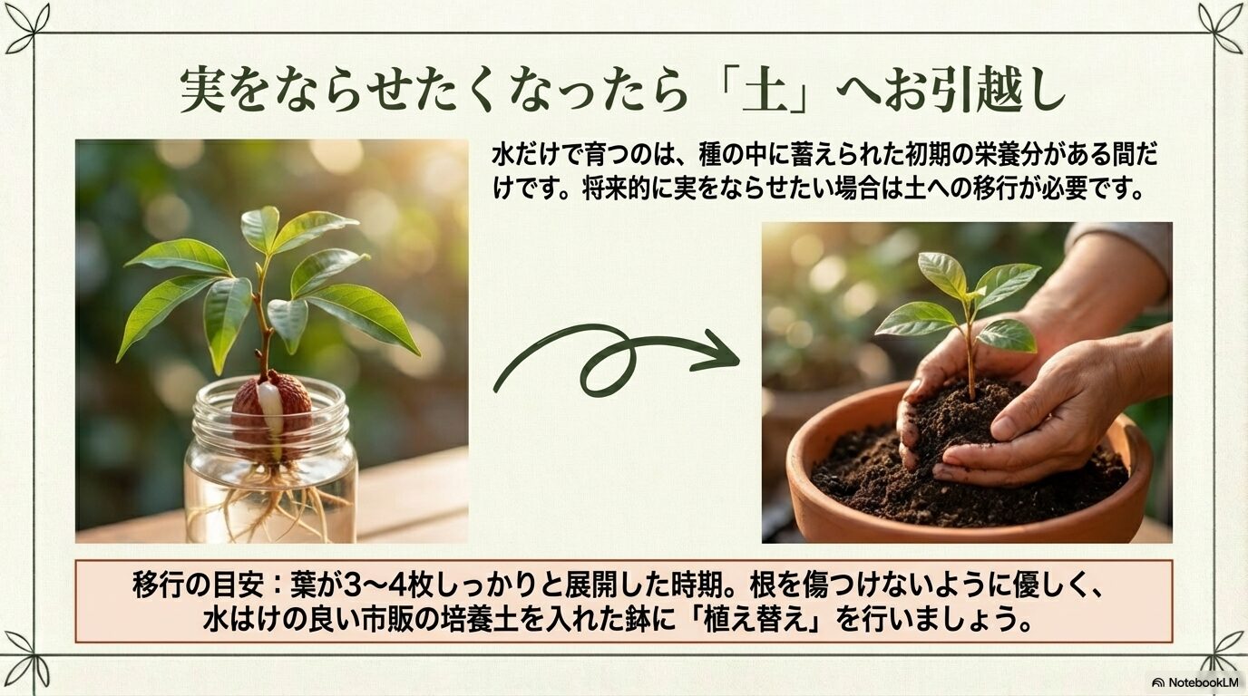 ライチの水耕栽培から土の鉢植えへ移行するタイミングと目安の写真と解説