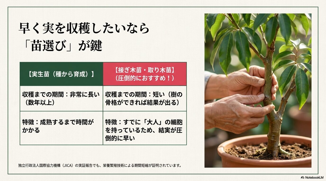 早くライチの実を収穫するための苗選びと結実までの期間の違いの写真と比較図