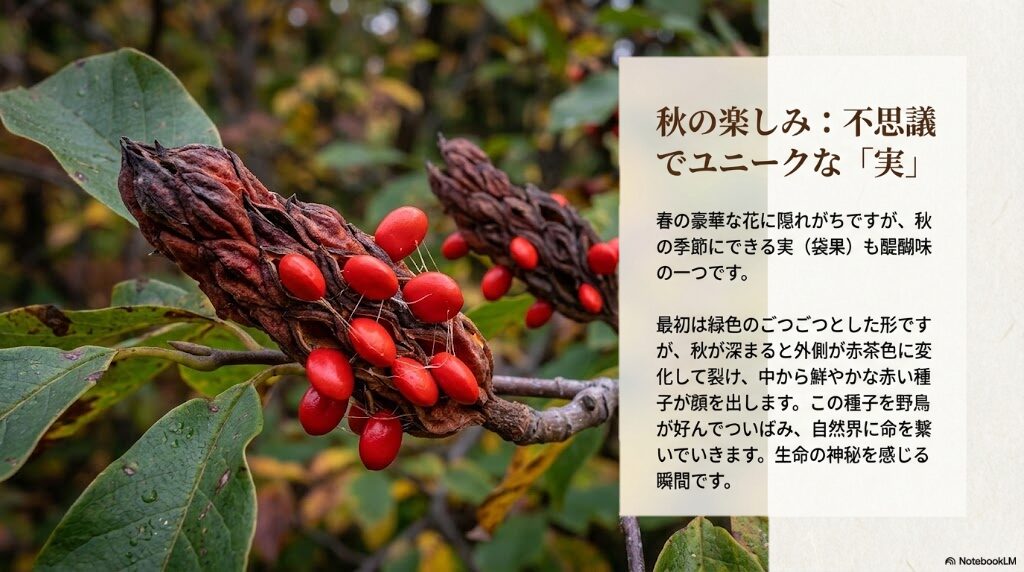 秋に赤茶色く熟して裂け、中から赤い種子が顔を出すシモクレンのユニークな実の姿