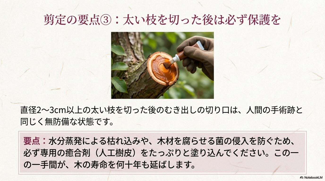シモクレンの太い枝を剪定した切り口を菌や乾燥から守る癒合剤の塗り方
