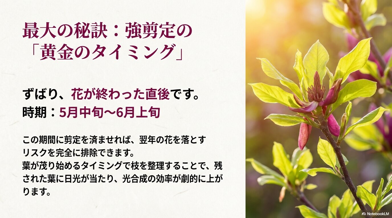 シモクレンの剪定時期として最適な花後の5月中旬から6月上旬の黄金のタイミング