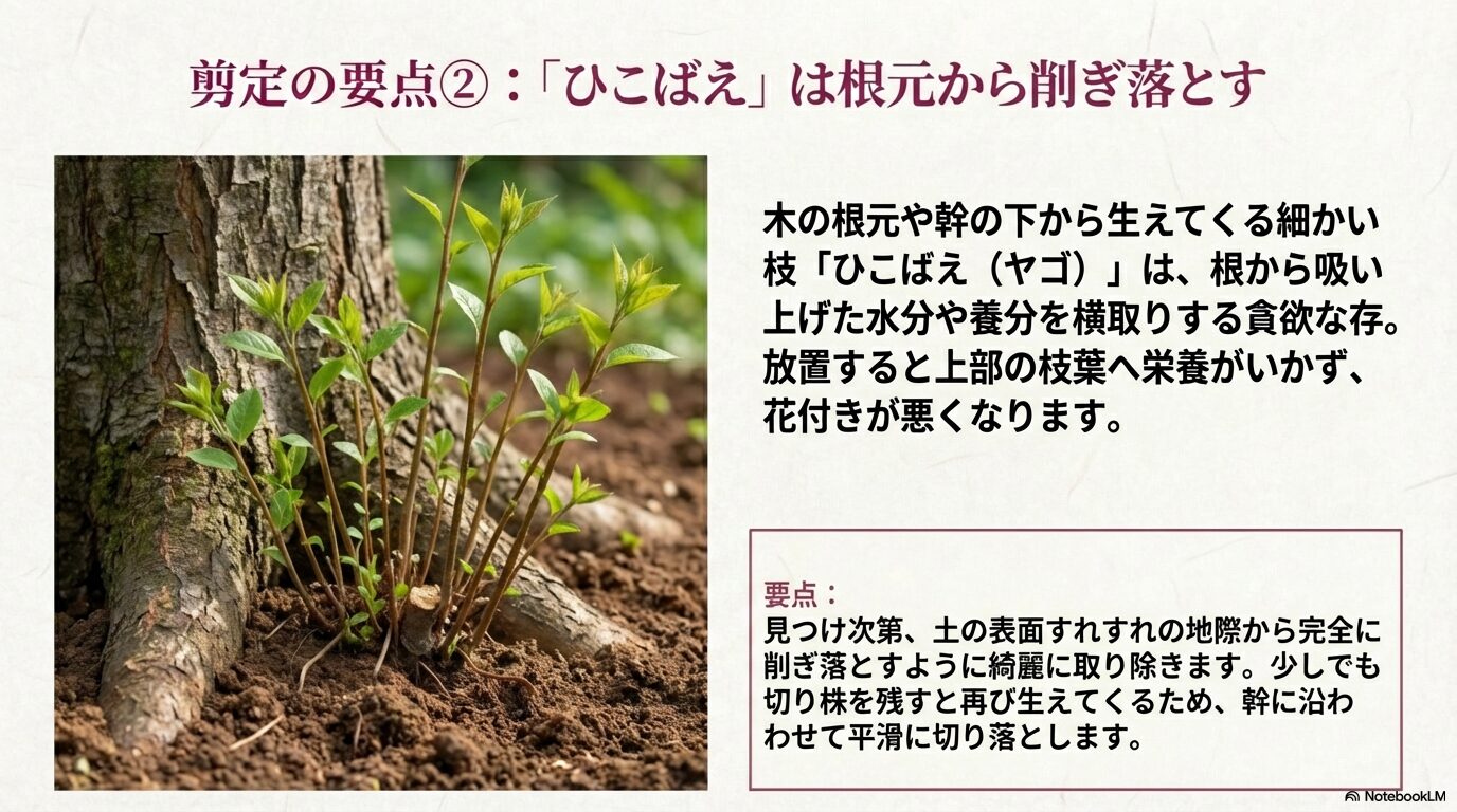 養分を奪うため地際から完全に削ぎ落とすべきシモクレンのひこばえ(ヤゴ)