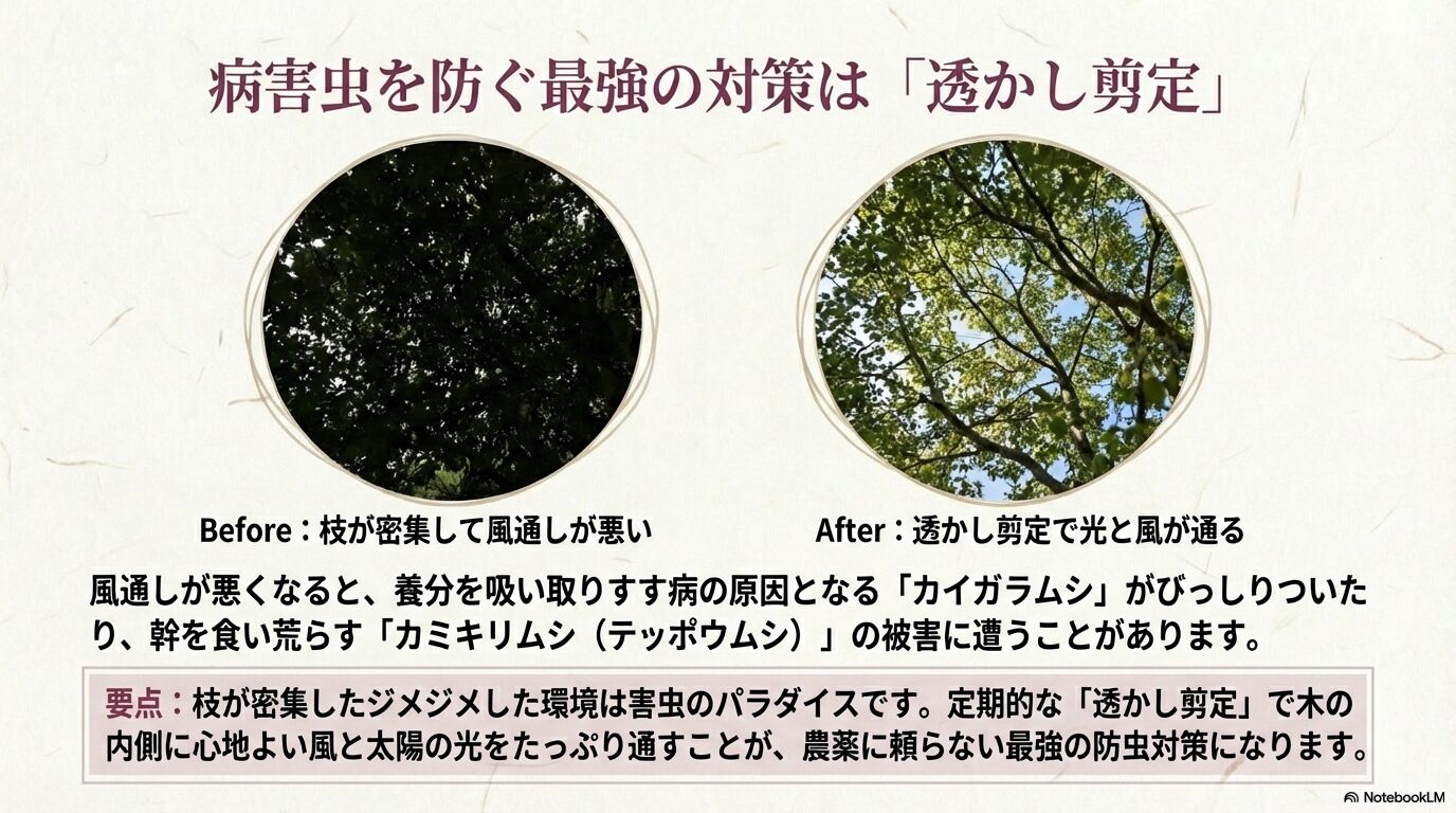 カイガラムシなどの害虫を防ぐために光と風を通すシモクレンの透かし剪定のビフォーアフター