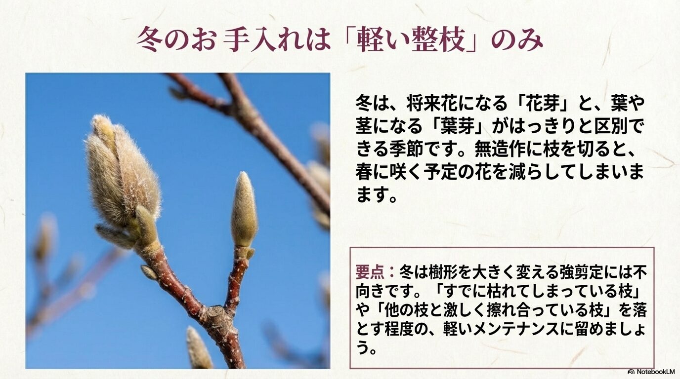 冬のシモクレンの枝先についたフワフワとした毛に覆われた花芽と冬の剪定の注意点