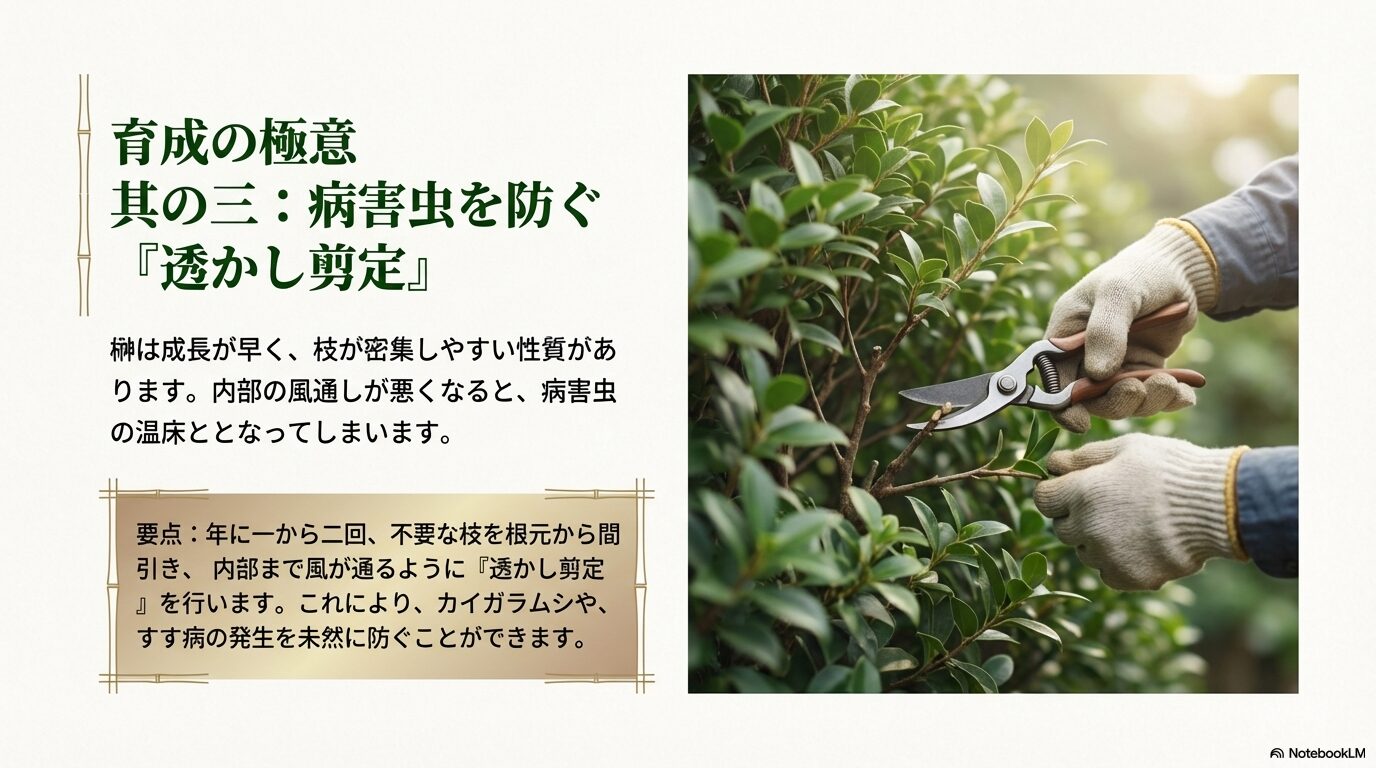 榊の内部まで風を通し、カイガラムシやすす病の発生を防ぐための透かし剪定の様子