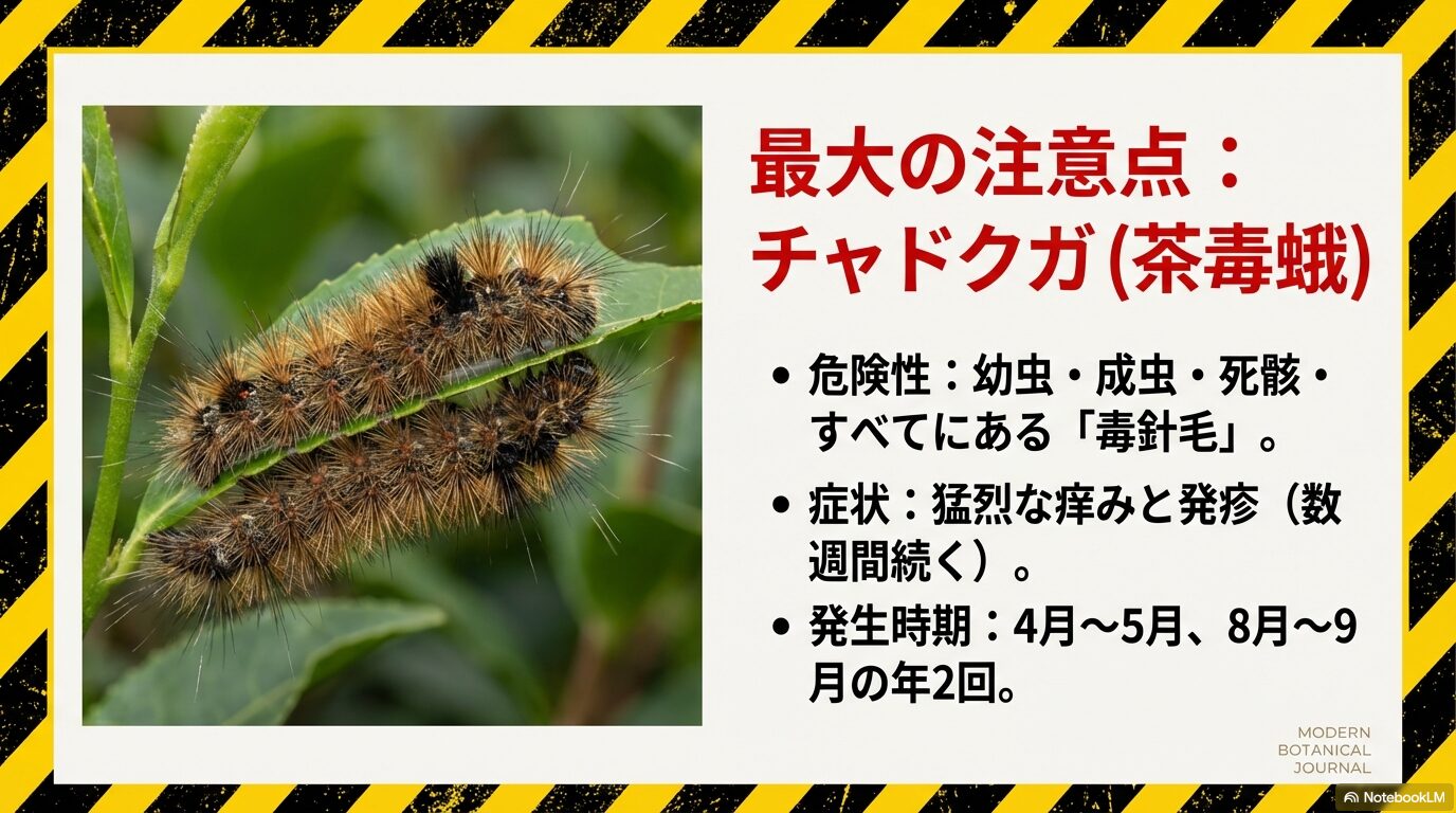 サザンカ栽培における最大の注意点である害虫チャドクガ(茶毒蛾)の危険性と発生時期を解説した画像