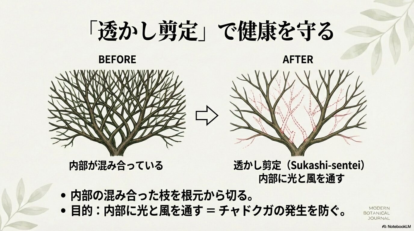 サザンカの内部に光と風を通し、チャドクガを防ぐための「透かし剪定」のビフォーアフター画像