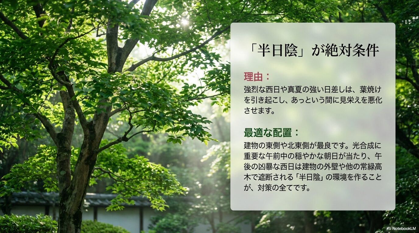 西日を避けた半日陰の環境がシャラの木育成の絶対条件