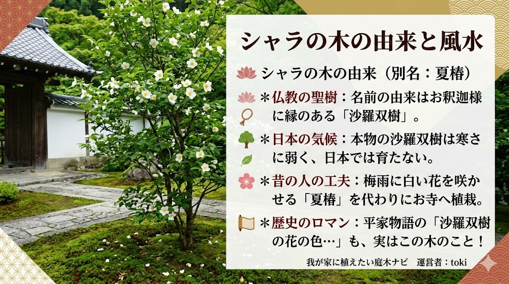 仏教の聖樹である沙羅双樹に見立てられ、日本のお寺の庭に植えられてきたシャラの木（夏椿）の清楚な白い花