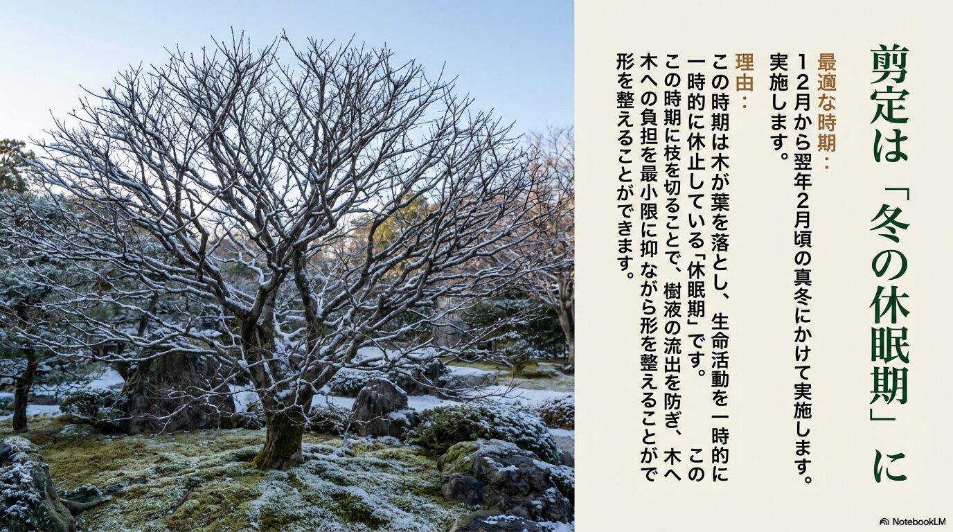 木への負担を最小限に抑える冬の休眠期に行うシャラの木の剪定