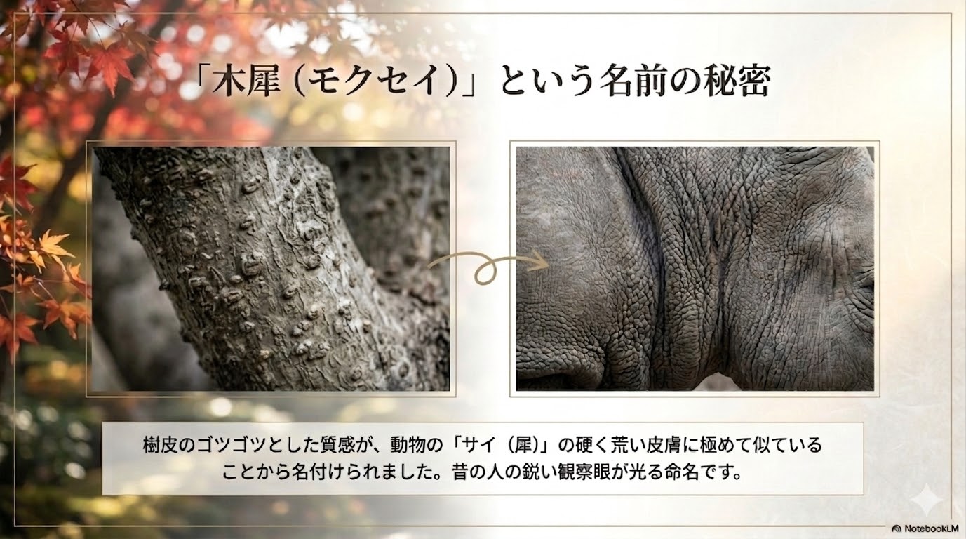 銀木犀の樹皮とサイの皮膚の類似性