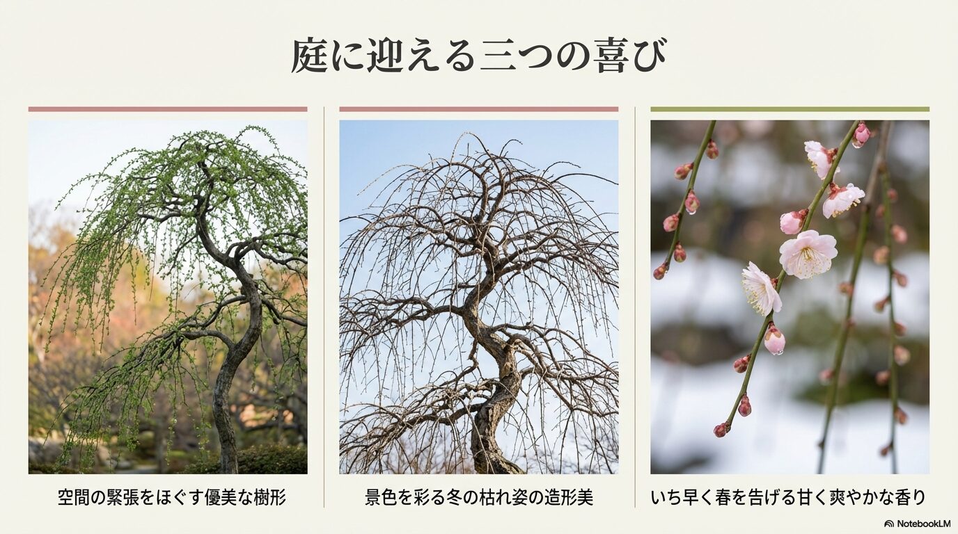 しだれ梅の優美な樹形、冬の枯れ姿、春を告げる花の魅力