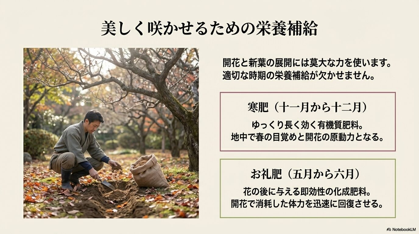 しだれ梅を美しく咲かせるための寒肥とお礼肥の与え方と作業風景