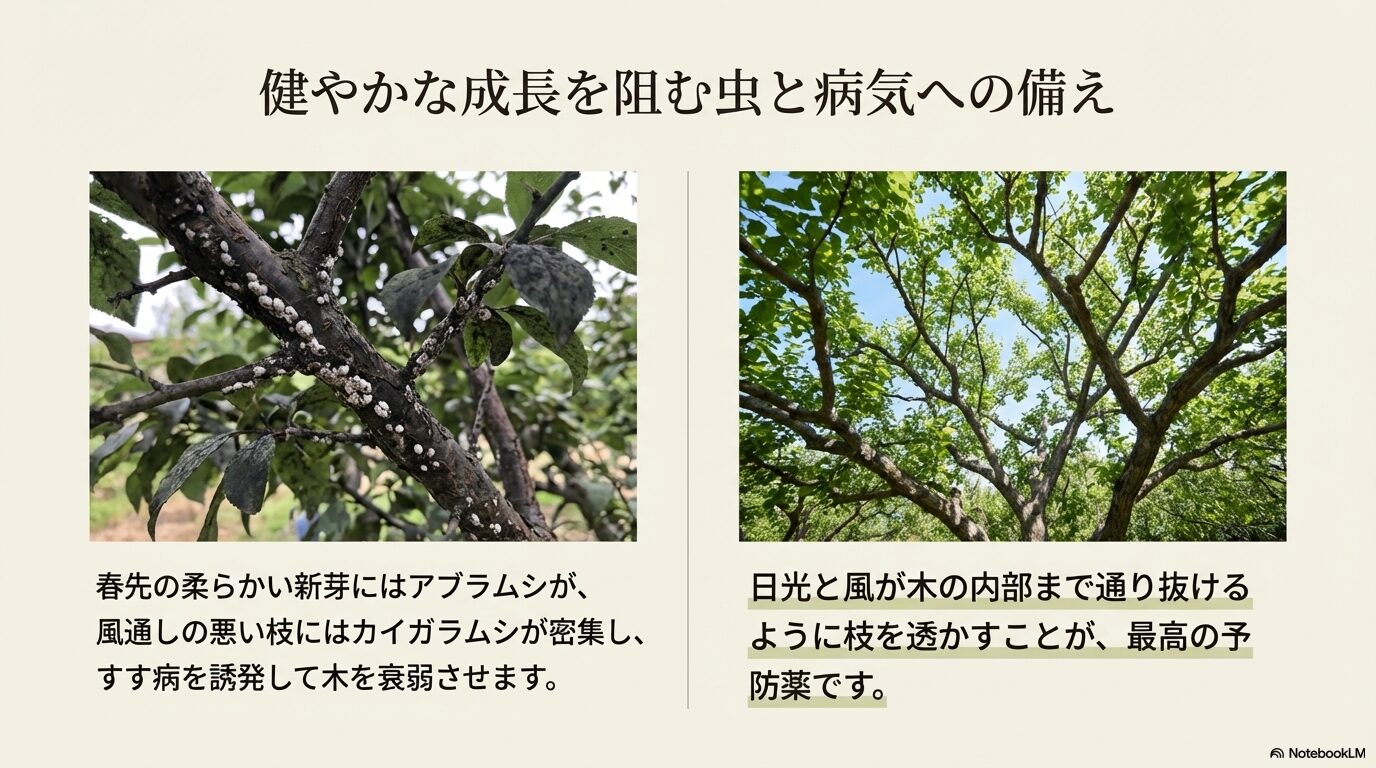 しだれ梅の成長を阻むカイガラムシやアブラムシなどの害虫と病気への備え