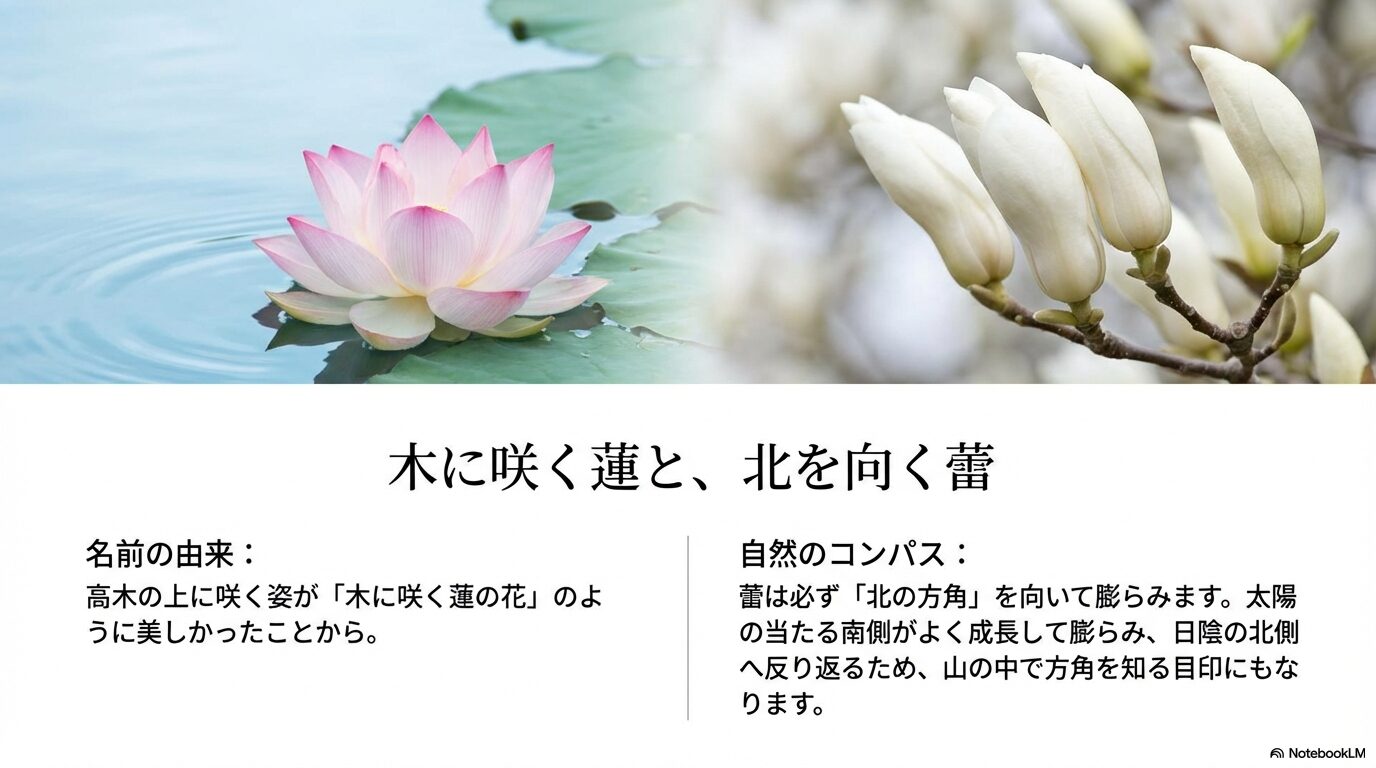 北を向く白木蓮の蕾の特徴と名前の由来を解説したスライド