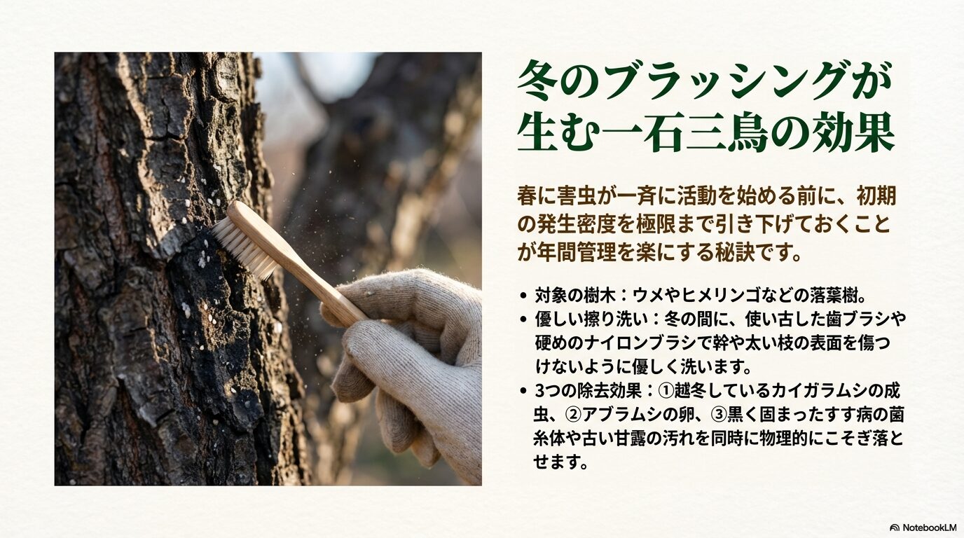 冬の休眠期に木の幹をブラシでこすり洗いする様子