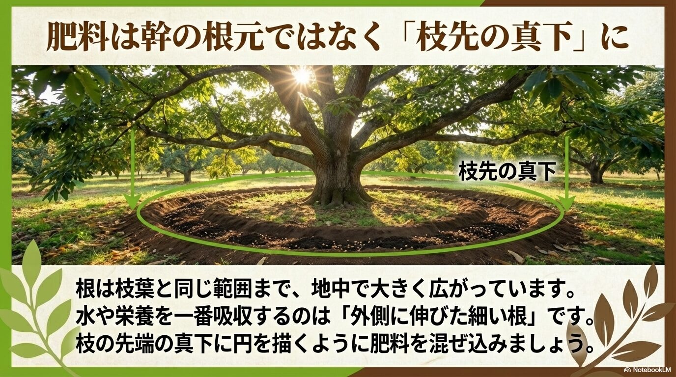根は枝葉と同じ範囲まで広がるため、肥料は幹の根元ではなく一番吸収が良い枝先の真下に混ぜ込むことを図解したスライド