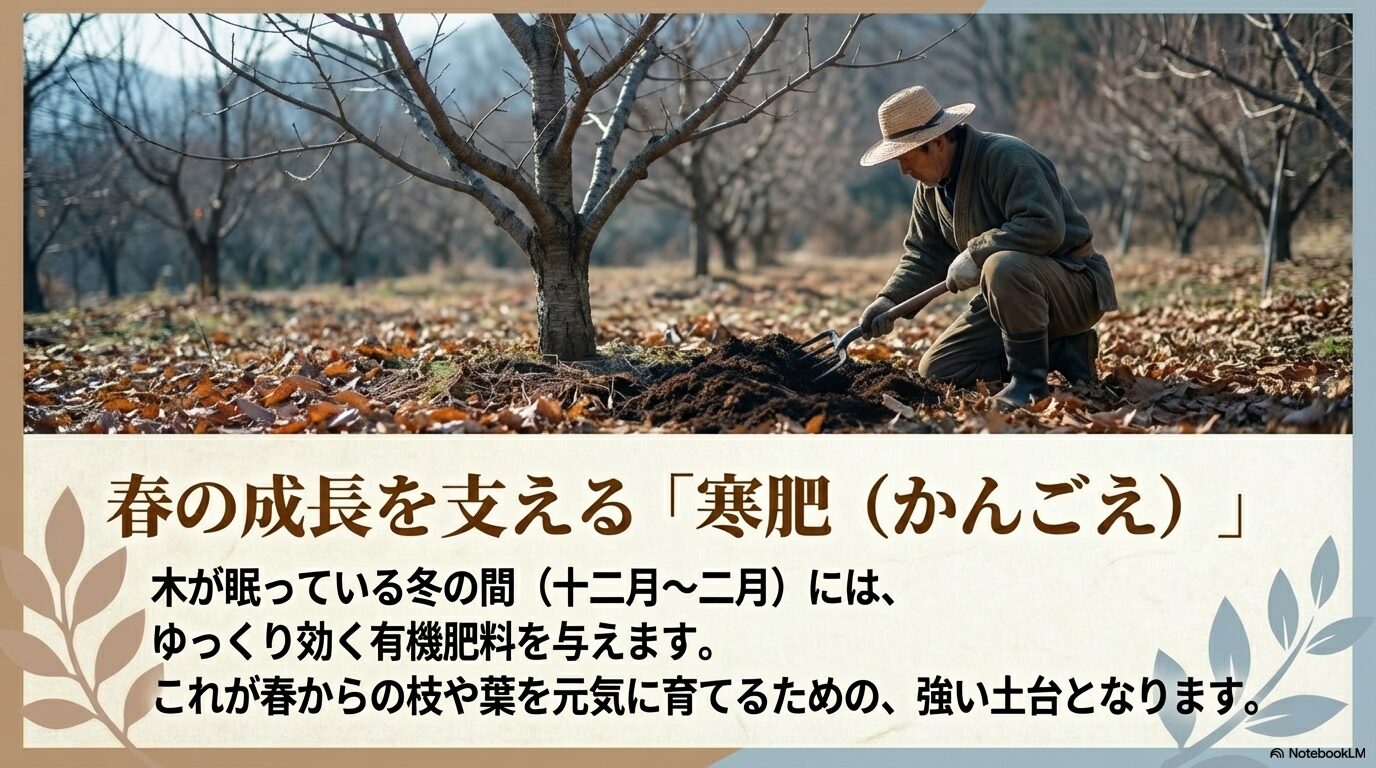 冬の休眠期にゆっくり効く有機肥料(寒肥)を与えることで、春からの枝葉の成長の土台となることを説明するスライド