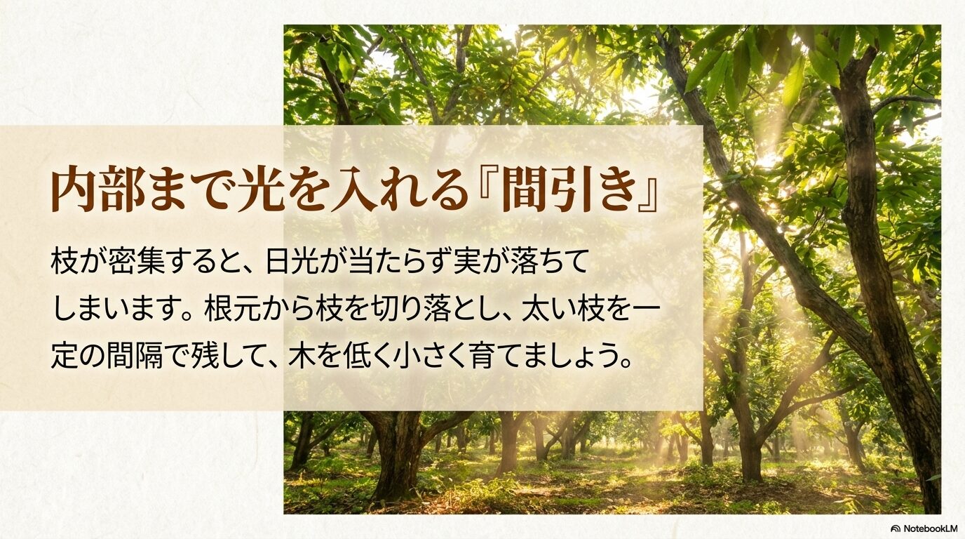 枝が密集すると実が落ちるため、根元から枝を切り落として内部まで光を入れる間引き剪定の重要性を解説するスライド