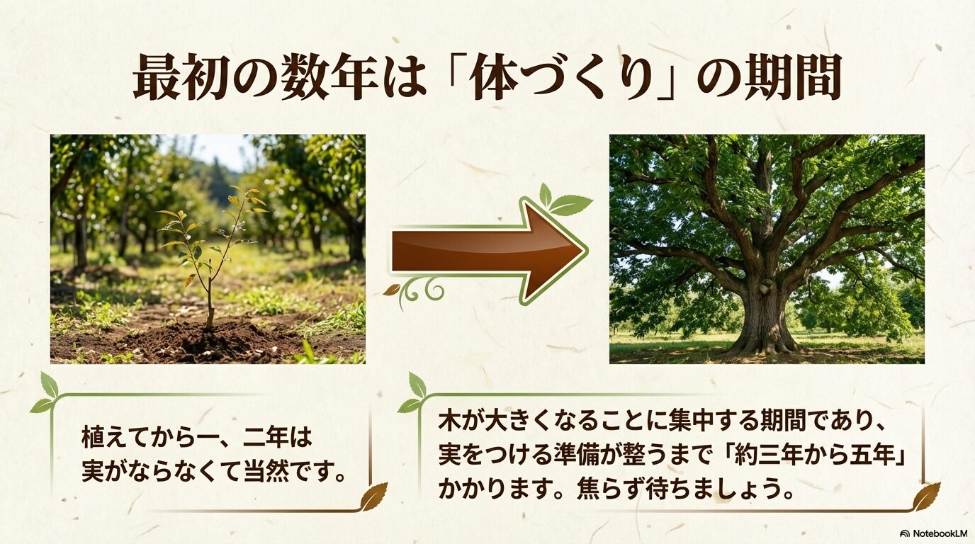 栗の木は最初の数年が体づくりの期間であり、実をつけるまでに約3年から5年かかることを示すスライド