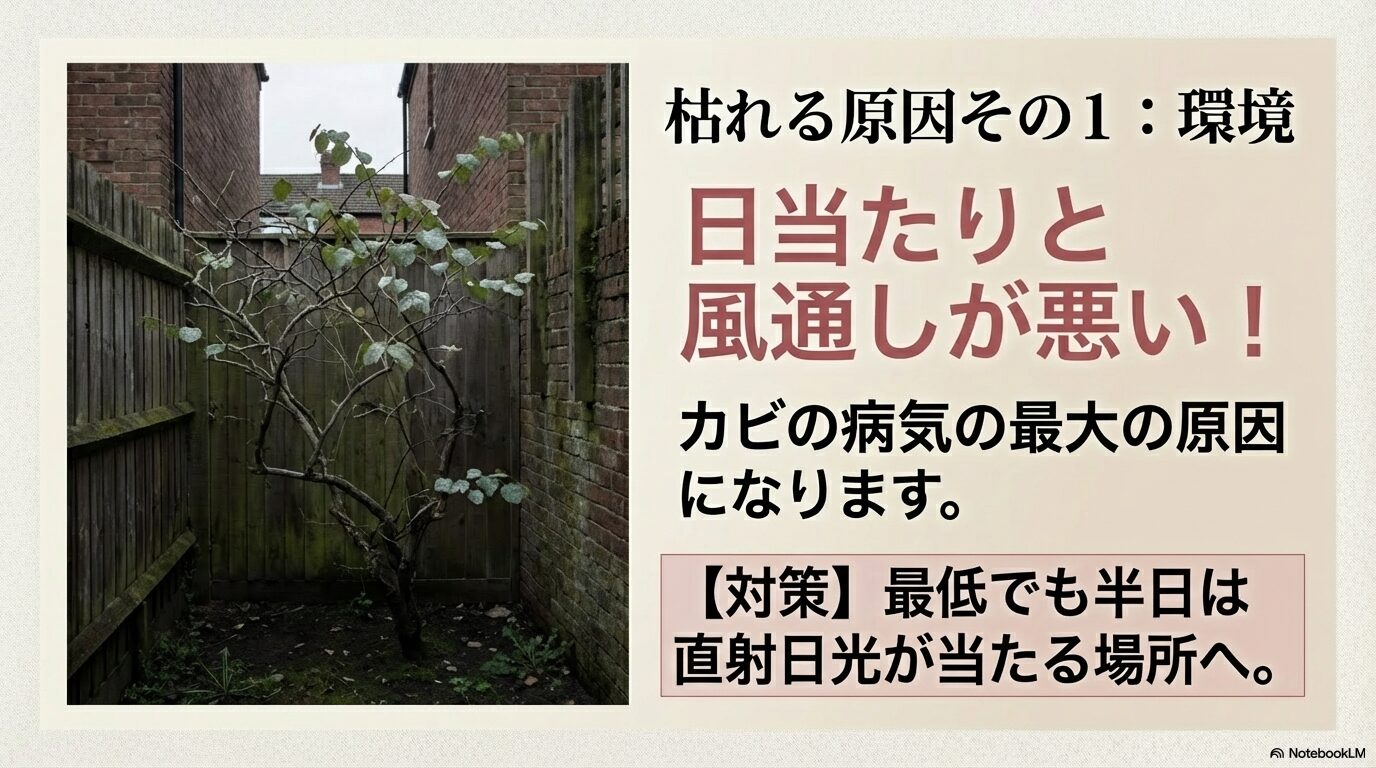 日当たりと風通しが悪い環境がカビの病気を引き起こし、ハナズオウが枯れる原因になるという解説スライド