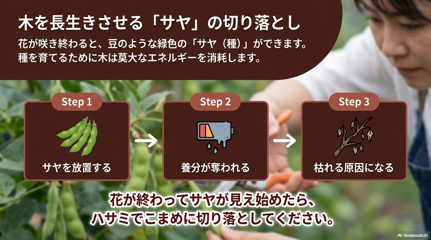 花の後にできるハナズオウのサヤを放置すると莫大なエネルギーを消費して木が枯れる原因になることを解説したスライド-2