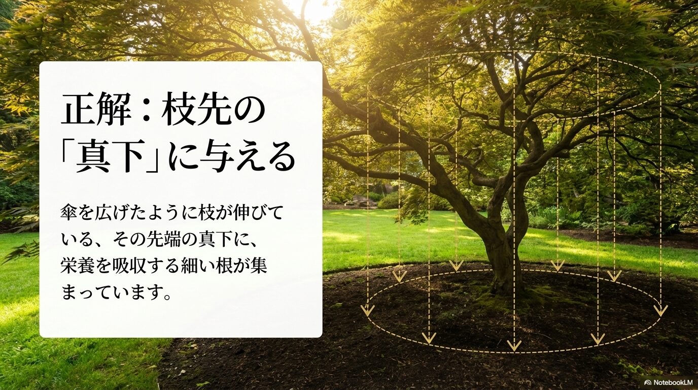傘を広げたように枝が伸びている先端の真下に、栄養を吸収する細い根が集まっている