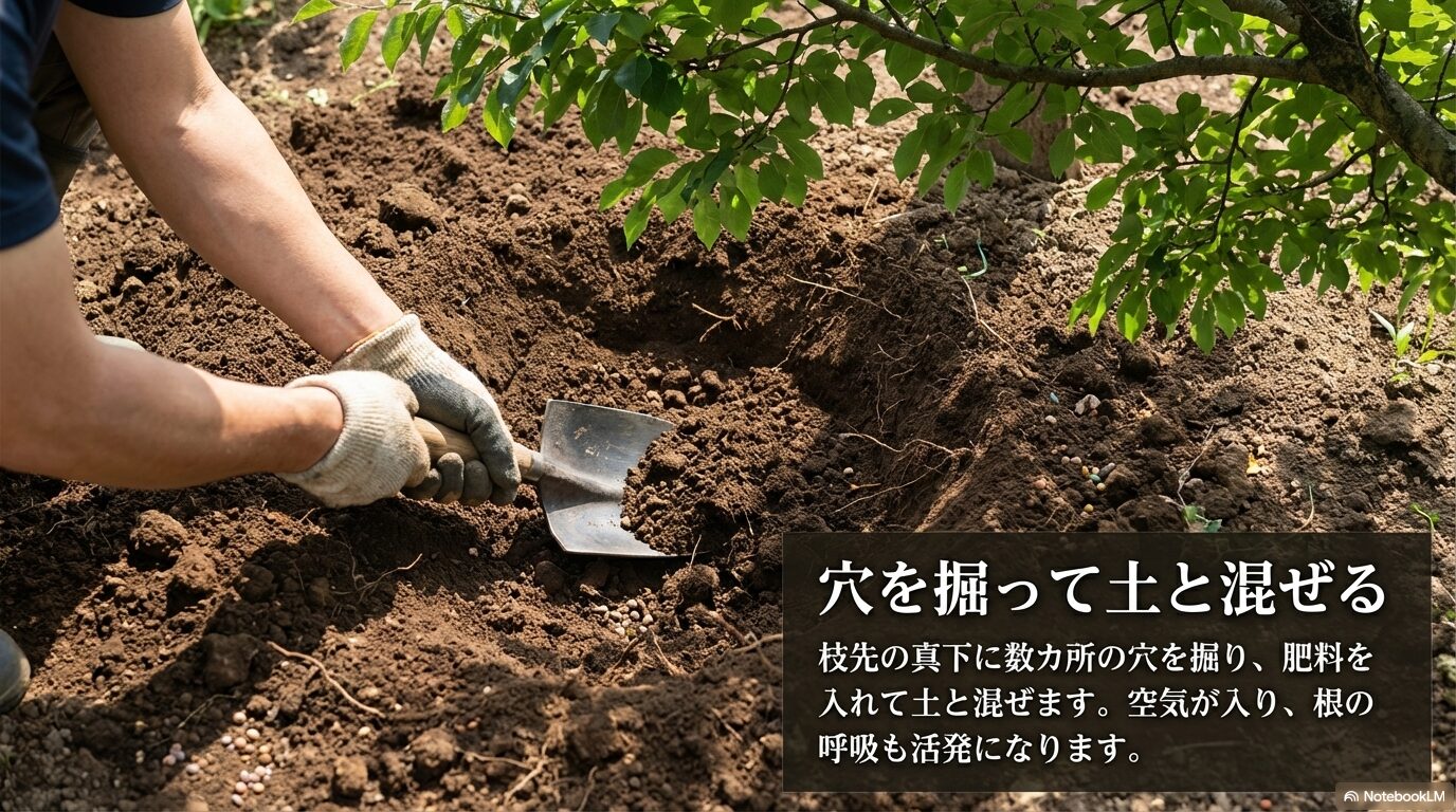 枝先の真下に数カ所の穴を掘り、肥料を入れて土と混ぜることで空気が入り根の呼吸も活発になる