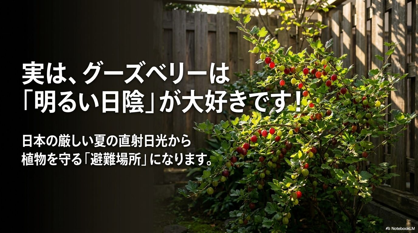 グーズベリーは明るい日陰が大好きで、夏の直射日光から植物を守る避難場所になることを解説するスライド