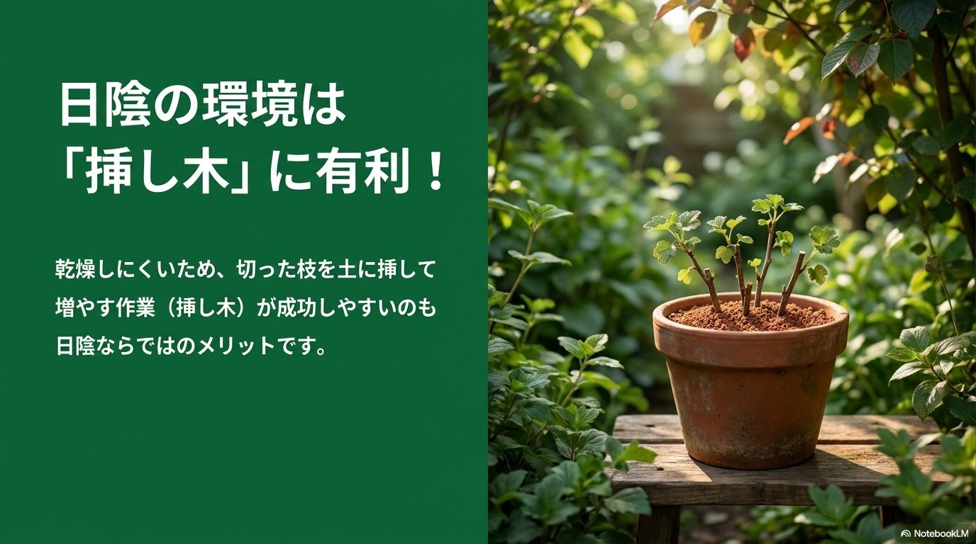 日陰の環境は乾燥しにくいため、切った枝を土に挿して増やす挿し木が成功しやすいという解説スライド