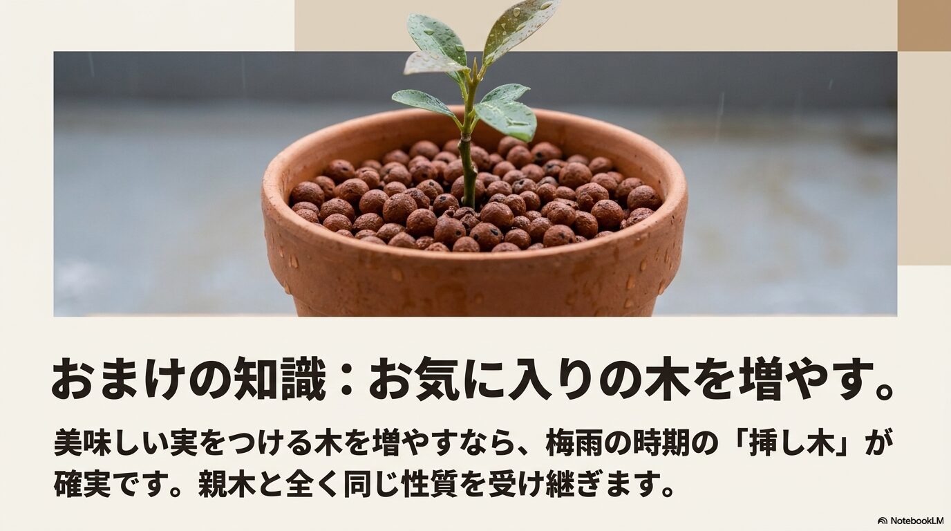 親木の性質を受け継ぐために、専用土を入れた鉢植えに挿されたグミの木の挿し木
